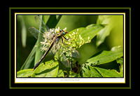 Other Dragonflies