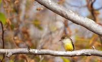 Yellow Warbler II