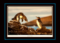 Galapagos Penguins III (13x18)