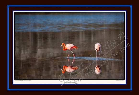 Floreana Flamingos (13x19)