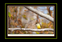 Yellow Warbler II (13x19)