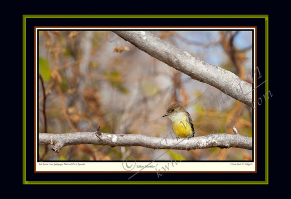 Yellow Warbler II (13x19)