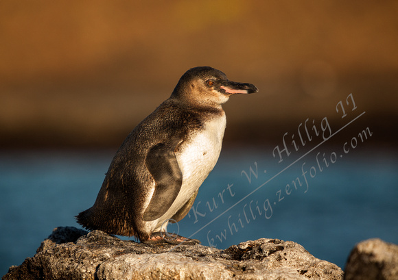 Galapagos Penguin III