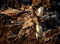 Galapagos Penguins I
