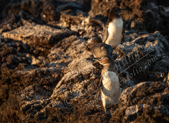 Galapagos Penguins I