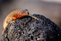 Espanola Lava Lizard I