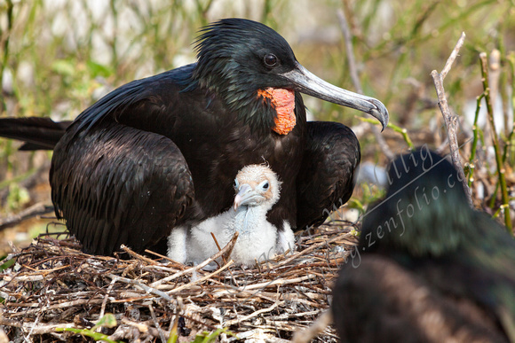 On the Nest (Frigate Birds)
