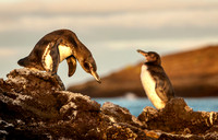 Galapagos Penguins III