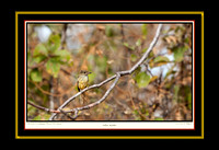 Yellow Warbler I (13x19)