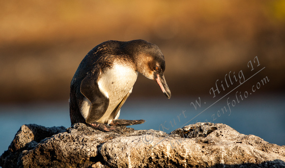Galapagos Penguin II