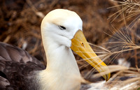 Waved Albatross I