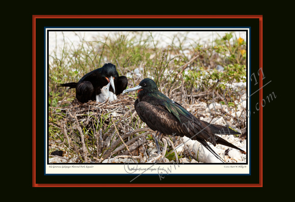 Frigate Birds (13x19)
