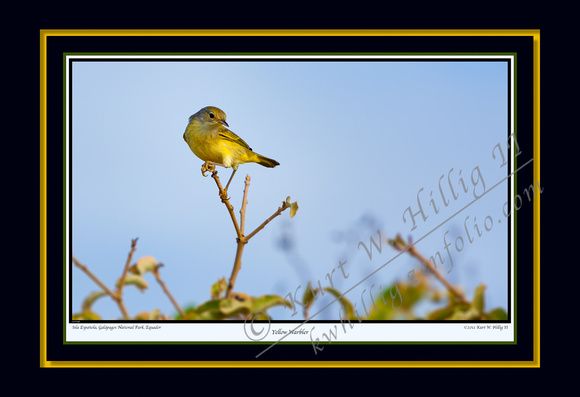 Yellow Warbler IV (13x19)