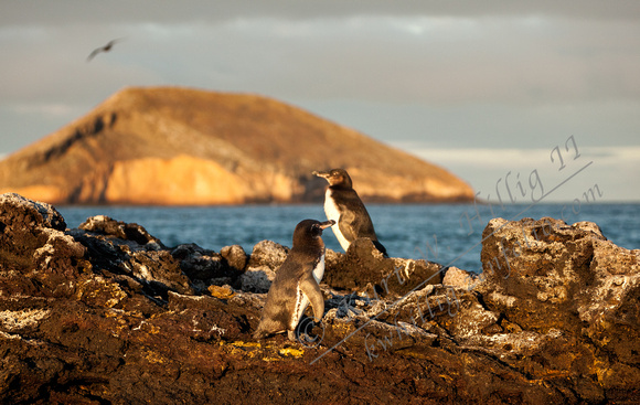 Galapagos Penguins II