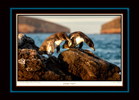 Galapagos Penguins V (13x18)