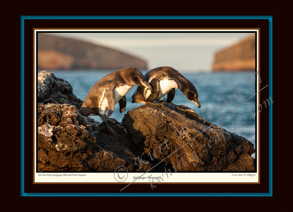Galapagos Penguins V (13x18)