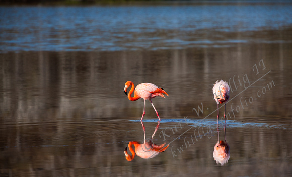Floreana Flamingos