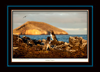 Galapagos Penguins II (13x18)
