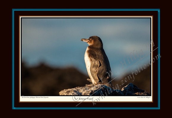 Galapagos Penguin I (13x19)