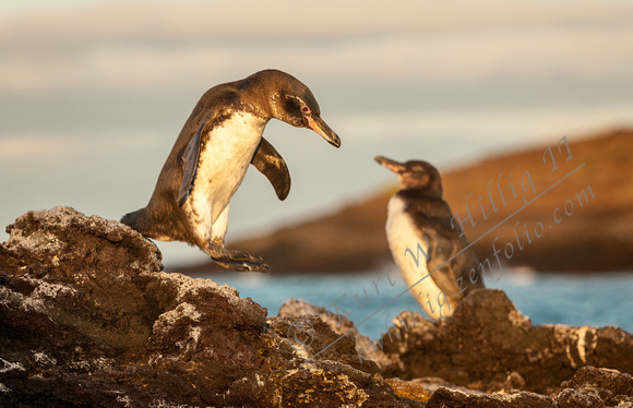 Galapagos Penguins IV