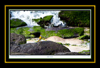 Yellow Warbler V (13x19)