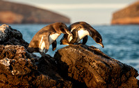 Galapagos Penguins V