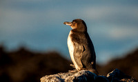 Galapagos Penguin I