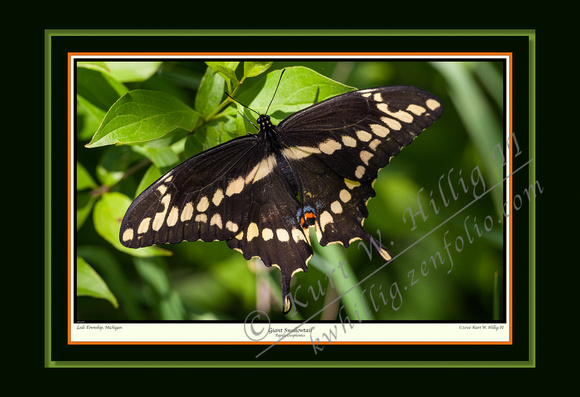 Giant Swallowtail (13x19)