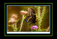 Eastern Black Swallowtail (13x19)