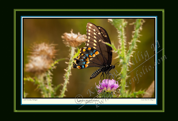 Eastern Black Swallowtail (13x19)