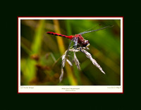 White-faced Meadowhawks