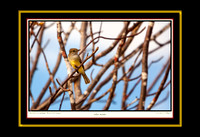 Yellow Warbler III (13x19)