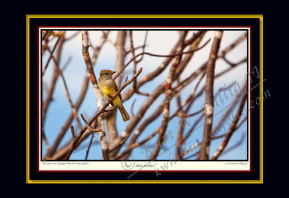 Yellow Warbler III (13x19)