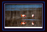 Floreana Flamingos (13x19)