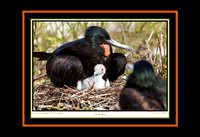 On the Nest (Frigate Birds) (13x19)