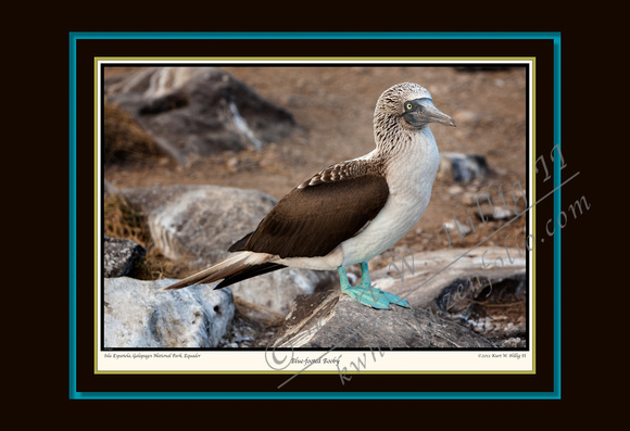 Blue-Footed Booby (13x19)