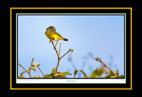 Yellow Warbler IV (13x19)