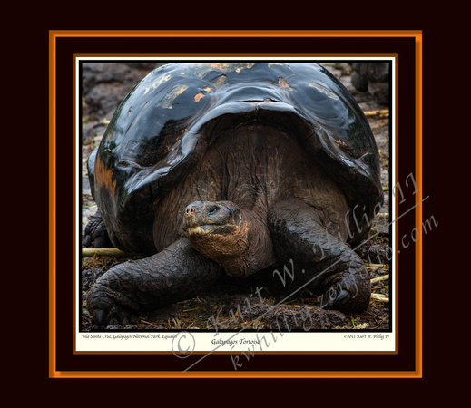 Tortoise II (13x15)