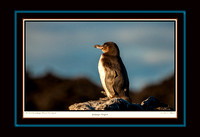 Galapagos Penguin I (13x19)