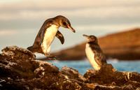 Galapagos Penguins IV