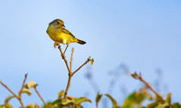 Yellow Warbler IV