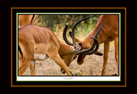 Grazers - Antelope, Buffalo, Gazelles, Wildebeeste, Zebra